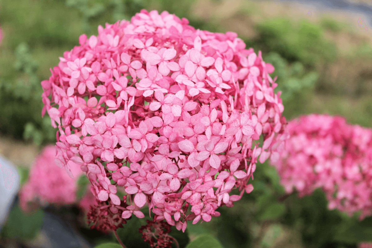 Pallohortensia Pink Annabelle Koristepensas Proven Winners Astiataimi