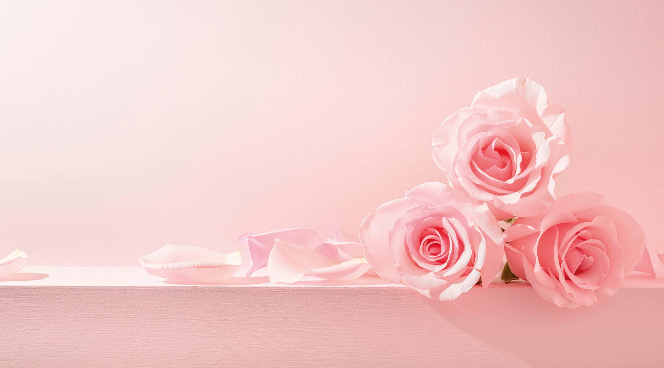 Õrnad roosad roosid ja laiali puistatud õielehed roosal pinnal, pehme roosa taustaga.