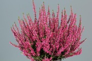 Calluna Garden Girls Sunset Mix P12 (4011261001077)