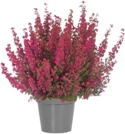 Erica Gracilis 16/19 (4011261068933)