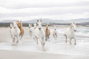 Studio Decor Valokuvatapetti 8-986 White Horses 368X254cm (4036834089863)