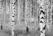 Studio Decor Valokuvatapetti 4-023 Woods Xxl 368X248cm (4036834540234)
