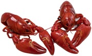 Täplärapu Keitetty 10Cm 24Kpl, Tuore (6409410065618)