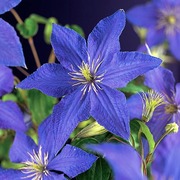 Loistokärhö 'Rhapsody' (6409605461553)