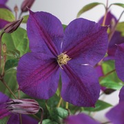Star Of India' Loistokärhö, Ruukku 11 Cm (6409605461560)