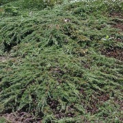 P-Plant Kääpiökataja 'Green Carpet' 20-30Cm Astiataimi 15Cm Ruukussa (6409605534455)
