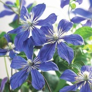Heideveld Tiukukärhö Arabella (6409606325120)