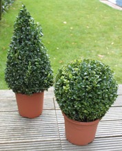 P-Plant Puksipuu Ja Deco-Ruukku (6409606327353)