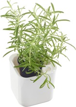 Orthex Eden Yrttiruukku 12X12cm Valkoinen (6411760535109)