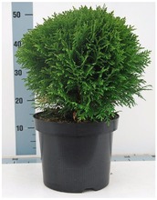 P-Plant Pallotuija 'Danica' 30-40Cm Astiataimi 23Cm Ruukussa (6412985092606)