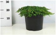 Kääpiökataja 'Green Carpet'. Halkaisija 40-50Cm Ruukun Päältä Mitattuna. Ruukku Halkaisija 26 Cm  Astiataimi (6412986911913)