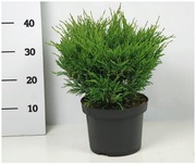 P-Plant Laakakataja 'Andorra Compact' 40-50Cm Astiataimi 23Cm Ruukussa (6412986911982)