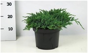 P-Plant Sinikataja 'Blue Carpet' 40-50Cm Astiataimi 23Cm Ruukussa (6412986912132)