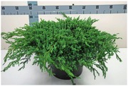 P-Plant Sinikataja 'Blue Carpet' 50-60Cm Astiataimi 31Cm Ruukussa (6412987678433)