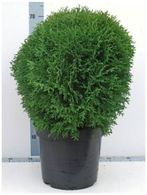 P-Plant Pallotuija 'Little Giant' 40-50Cm Astiataimi 31Cm Ruukussa (6412987678556)