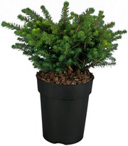 P-Plant Kääpiöserbiankuusi 'Karel' 20-25Cm Astiataimi 15Cm Ruukussa (6412987678945)