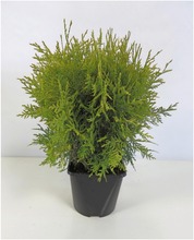 P-Plant Kultatuija 'Golden Globe' 25-30 Astiataimi 3L Ruukussa (6412987928514)
