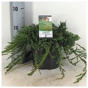 P-Plant Sinilaakakataja 'Wiltonii' 25-30Cm Astiataimi 19Cm Ruukussa (6412988146900)