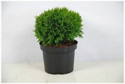 Pallotuija Danica 25-35 At 5L Ruukku (6412988456375)