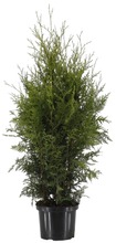 Kartiotuijabrabant. Korkeus 100-120Cm Ruukun Päältä Mitattuna. Ruukutettu. (6412988932404)