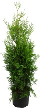 P-Plant Kartiotuija 'Brabant' 120-140Cm Astiataimi Ruukutettu (6412988932428)