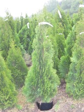 P-Plant Timanttituija 'Smaragd' 120-140Cm Astiataimi Ruukutettu (6412988932435)