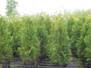P-Plant Kartiotuija 'Brabant' 150-175Cm Astiataimi Ruukutettu (6412988932442)