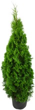 P-Plant Timanttituija 'Smaragd' 150-175Cm Astiataimi Ruukutettu (6412988932459)