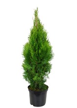 Timanttituija Thuja Occ. 'Smaragd' Duopallet 80-100 C5 (6412988932473)