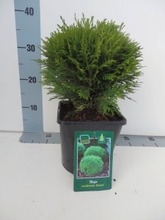 P-Plant Pallotuija 'Danica' 20-25Cm Astiataimi 19Cm Ruukussa (6412988937072)
