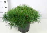 Vuorimänty. Halkaisija 45-50Cm. Ruukun Halkaisija 26Cm. Astiataimi. Pinus Mugo 'Mughus' (6412989391538)