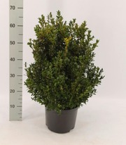 P-Plant Isopuksipuu 40-60Cm Aitataimi 5L Ruukussa (6412989583889)