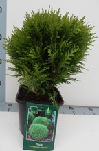 P-Plant Pallotuija 'Danica'. Korkeus Tai Halkaisija 15-20Cm Ruukun Päältä Mitattuna. Ruukku 2L. Astiataimi. (6412989824845)