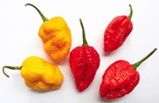 Chili carolina reaper 10 (6413500192085)