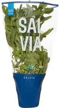 Kotimaista suomalainen salvia ruukussa (6414893388321)