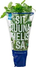 Kotimaista Suomalainen Sitruunamelissa Ruukussa (6414893388338)