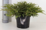 Kääpiökataja 'Repanda'. Taimen Koko 40-50 Cm. Ruukun Halkaisija 27Cm. Astiataimi. (6415160080818)