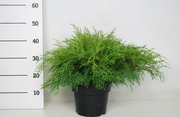 Tuivio. Taimen Koko 40-50 Cm. Ruukun Halkaisija 23 Cm. Astiataimi. (6415160080825)