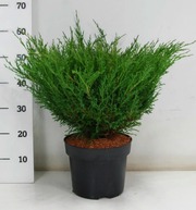 Laakakataja 'Andorra Compact'. Taimen Koko 40-50 Cm. Ruukun Halkaisija 27 Cm. Astiataimi. (6415160080832)