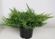 Sinilaakakataja 'Prince Of Wales'. Taimen Koko 30-40 Cm. Ruukun Halkaisija 23 Cm. Astiataimi. (6415160080986)