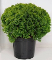 Pallotuija 'Danica'. Taimen Koko 40-45 Cm. Ruukun Halkaisija 31 Cm. Astiataimi. (6415160081006)
