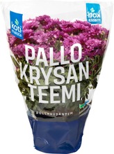 Kotimaista Pallokrysanteemi Ruukku 14Cm (6415715163003)