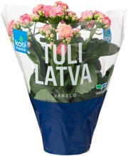 Kotimaista 10,5Cm Tulilatva Ruukussa Värilajitelma (6415715170087)
