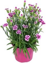 Ruukkuneilikka Pink Kisses, Rk 12 (6416719385736)