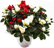 Atsalea Vogel, Rk 12, Värilajitelma (6417055042000)