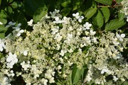 Puutarha Tahvoset Mustilanhortensia 'Mustila' Astiataimi 3L Ruukussa (6417189211044)