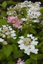 Puutarha Tahvoset Syyshortensia 'Early Sensation' Astiataimi 3L Ruukussa (6417189211198)
