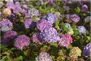 Puutarha Tahvoset Jalohortensia 'Bloom Star' Astiataimi 3L Ruukussa (6417189211297)