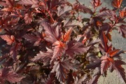 Puutarha Tahvoset Purppuraheisiangervo 'Little Angel®' Astiataimi 3L Ruukussa (6417189215158)