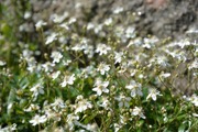 Puutarha Tahvoset Grönlanninhanhikki 'Nuuk' Astiataimi 3L Ruukussa (6417189216117)